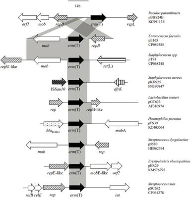 A Small Multihost Plasmid Carrying erm(T) Identified in Enterococcus faecalis